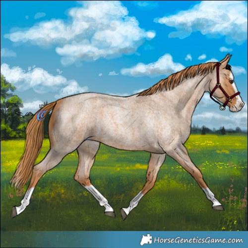 Horse Color:Red Roan Splash 