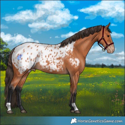 Horse Color:Bay Blanket