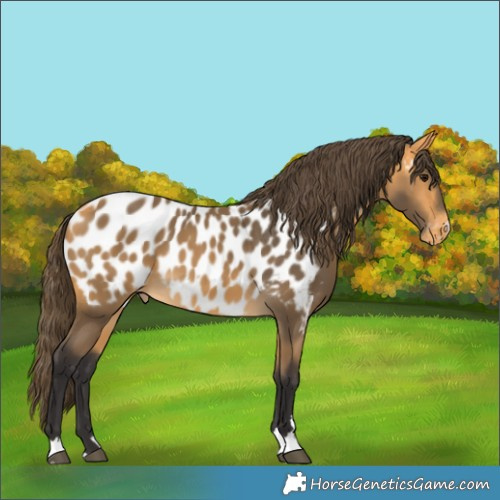 Horse Color:Buckskin Near Leopard