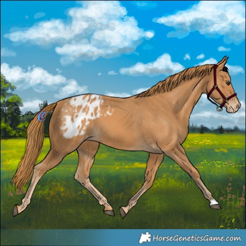 Horse Color:Chestnut Blanket 
