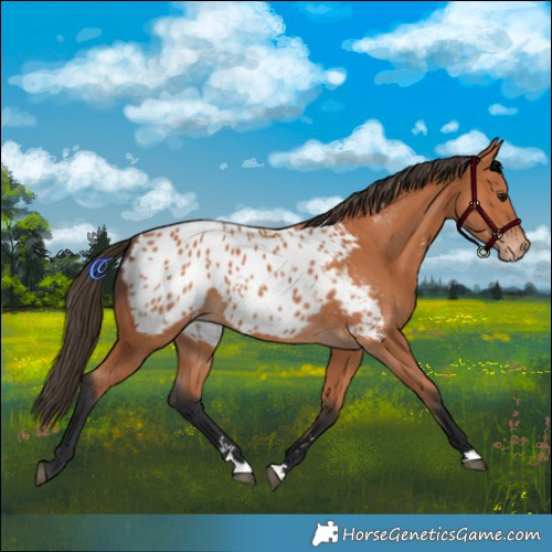 Horse Color:Bay Blanket 