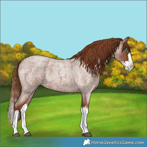 Horse Color:Red Roan Splash 