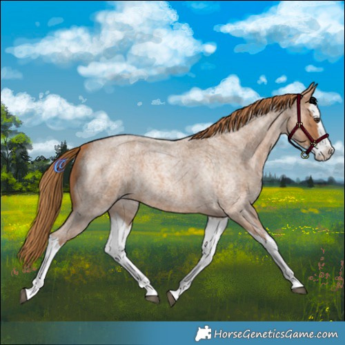 Horse Color:Red Roan Splash 