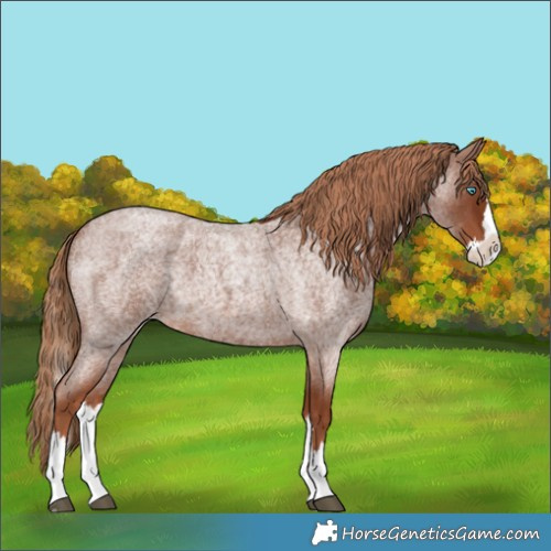 Horse Color:Red Roan Splash 
