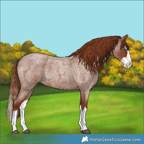 Horse Color:Red Roan Splash