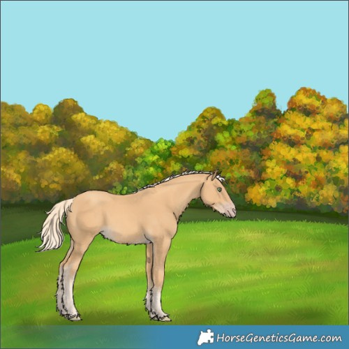 Horse Color:Gold Cream Champagne 