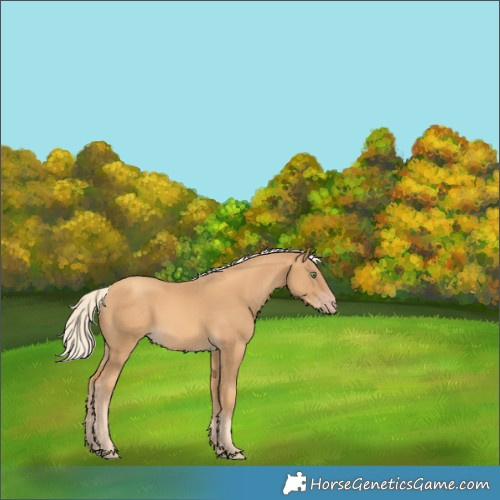 Horse Color:Gold Cream Champagne 