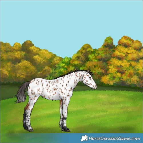 Horse Color:Bay Near Leopard 