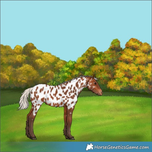 Horse Color:Silver Bay Near Leopard 