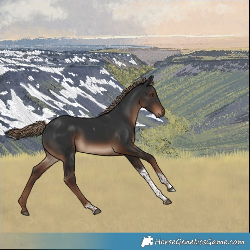 Horse Color:Liver Chestnut Tobiano Rabicano