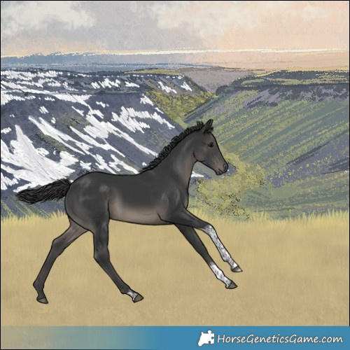 Horse Color:Black Tobiano Rabicano 