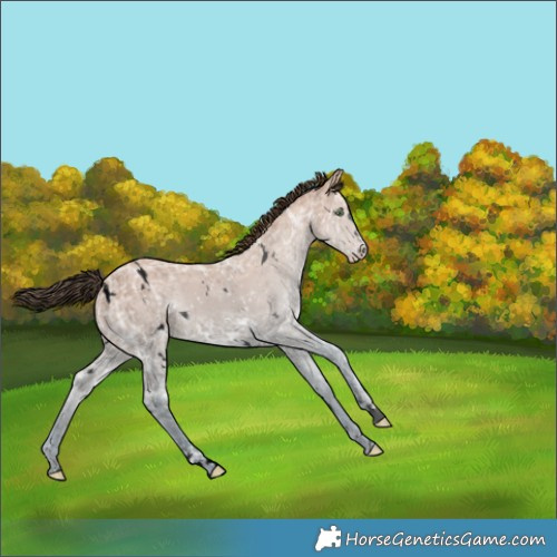 Horse Color:Void White Spotted Amber Champagne Ice