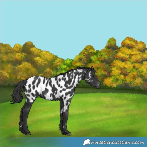 Horse Color:Black Near Leopard 