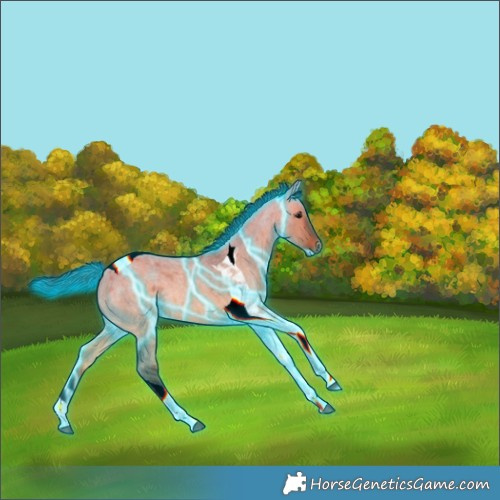 Horse Color:Thunderstruck Bay Roan Dun Tobiano