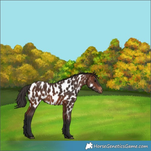 Horse Color:Brown Near Leopard Rabicano 