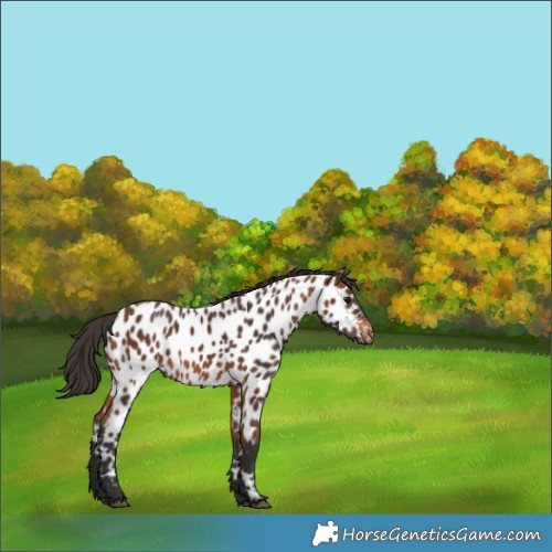 Horse Color:Bay Near Leopard 