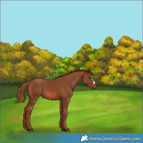 Horse Color:Chestnut Splash 