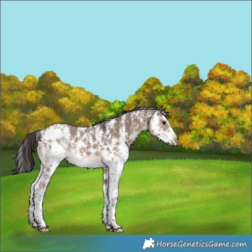 Horse Color:Brown Dun Sabino Rabicano 
