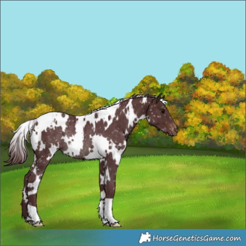 Horse Color:White Spotted Chocolate Brown Snowflake Varnish Rabicano