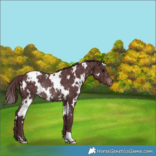 Horse Color:White Spotted Chocolate Brown Snowflake Varnish Rabicano 