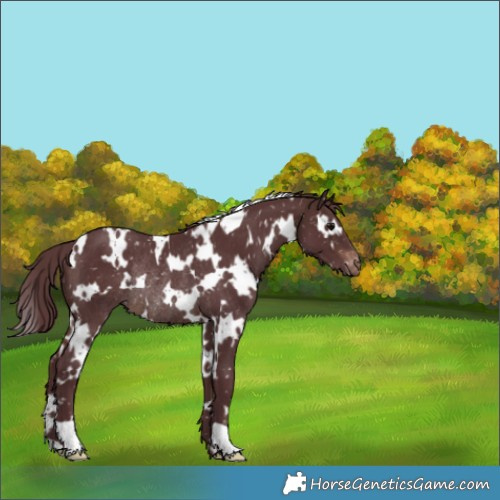 Horse Color:White Spotted Chocolate Brown Snowflake Varnish Rabicano 