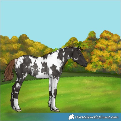Horse Color:White Spotted Liver Chestnut Rabicano