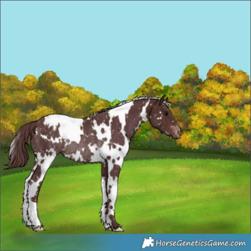 Horse Color:White Spotted Chocolate Brown Snowflake Varnish Rabicano 