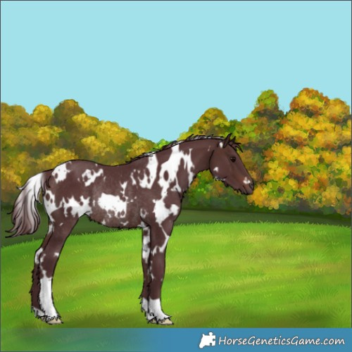 Horse Color:White Spotted Chocolate Brown Rabicano 