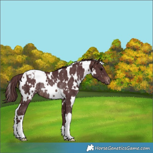 Horse Color:White Spotted Chocolate Brown Snowflake VarnishRabicano 