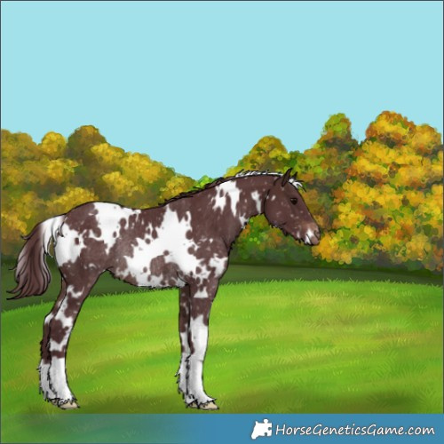 Horse Color:White Spotted Chocolate Brown Snowflake Varnish Rabicano 