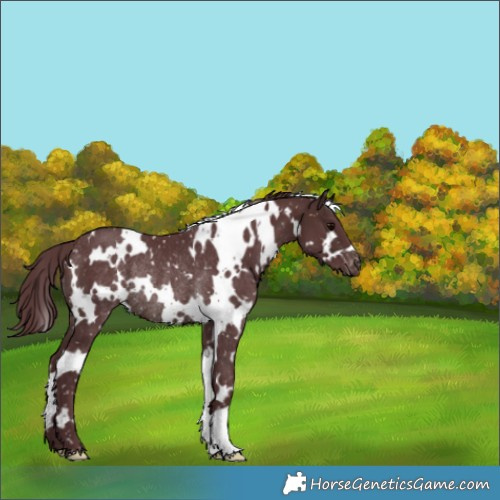 Horse Color:White Spotted Chocolate Brown Snowflake Varnish Rabicano 