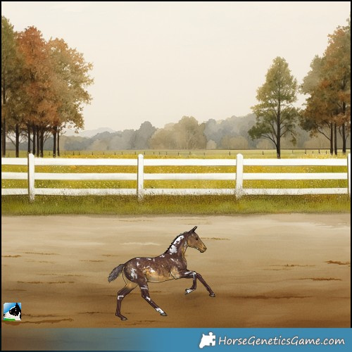 Horse Color:White Spotted Chocolate Buckskin Mushroom Rabicano