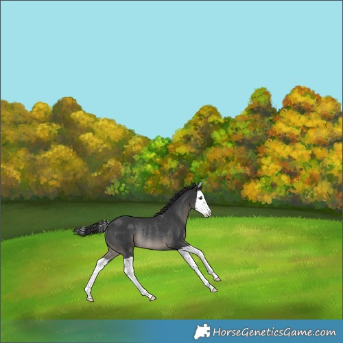 Horse Color:Black Splash Rabicano 