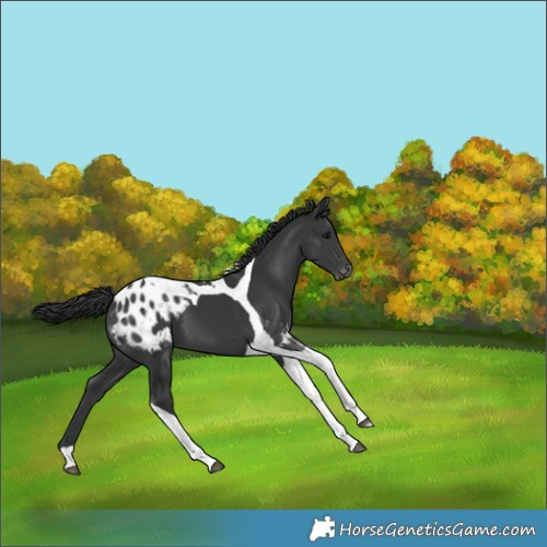 Horse Color:Black Tobiano Blanket
