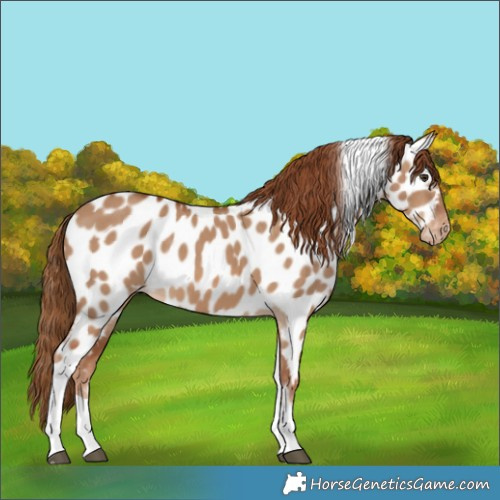Horse Color:Red Dun Tobiano Near Leopard