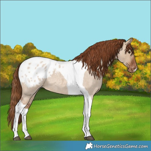 Horse Color:Red Dun Roan Tobiano Blanket 