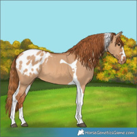Horse Color:Red Dun Tobiano Blanket 