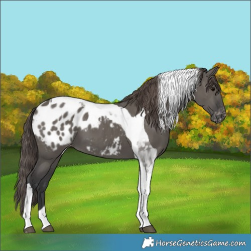 Horse Color:Grullo Tobiano Blanket 