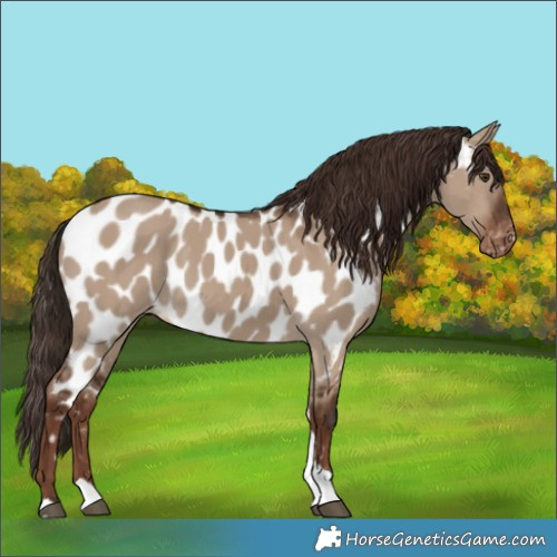 Horse Color:Liver Red Dun Tobiano Near Leopard 