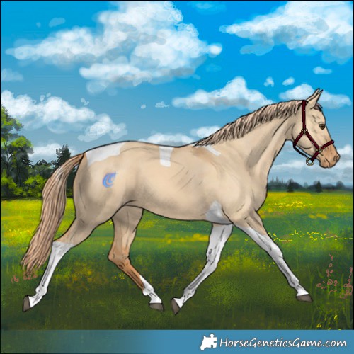 Horse Color:Red Dun Tobiano Varnish 