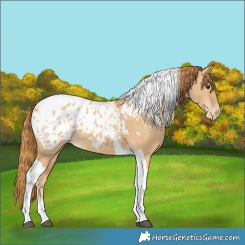 Horse Color:Red Dun Tobiano Blanket 