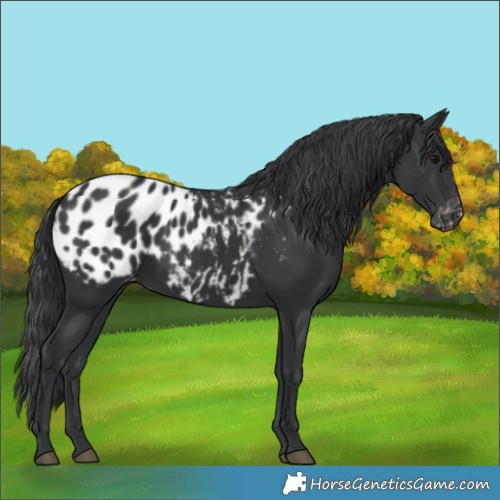 Horse Color:Black Blanket 