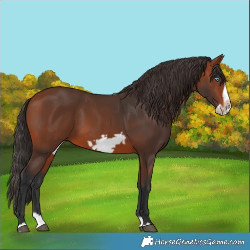 Horse Color:Bay Splash Frame 