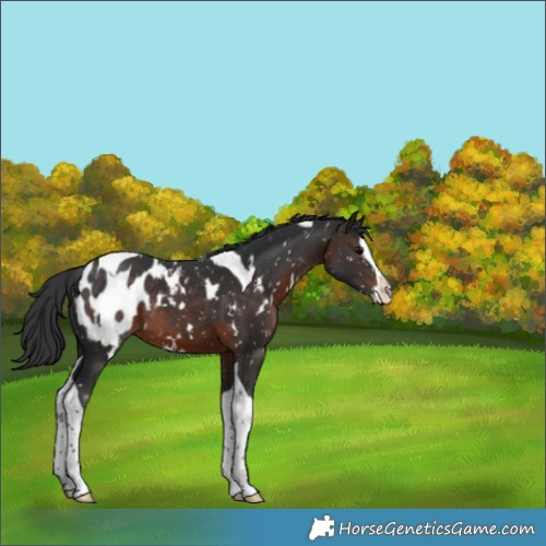 Horse Color:White Spotted Brown Splash Tobiano Blanket Rabicano 