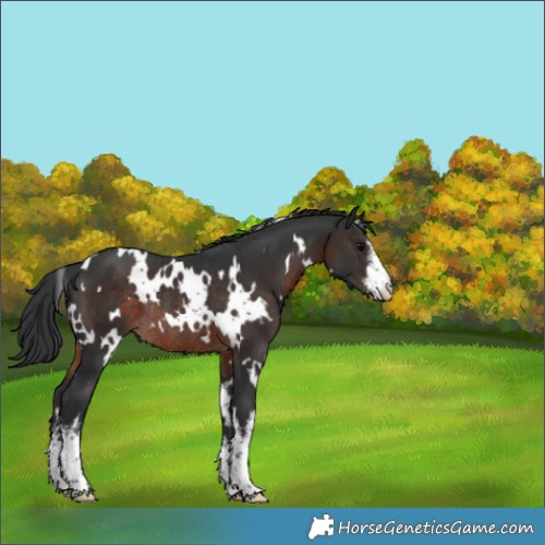 Horse Color:White Spotted Brown Rabicano