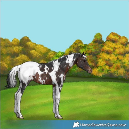 Horse Color:White Spotted Brown Tobiano Snowcap Rabicano