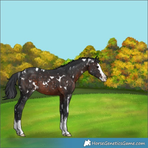 Horse Color:White Spotted Brown Splash Snowflake VarnishRabicano 