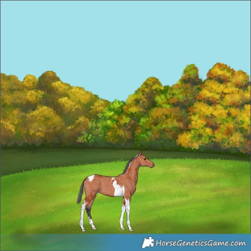 Horse Color:Bay Merle Tobiano 
