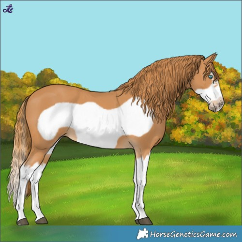 Horse Color:Chestnut Splash Frame