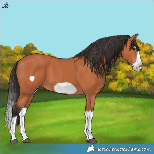 Horse Color:Bay Splash Frame 